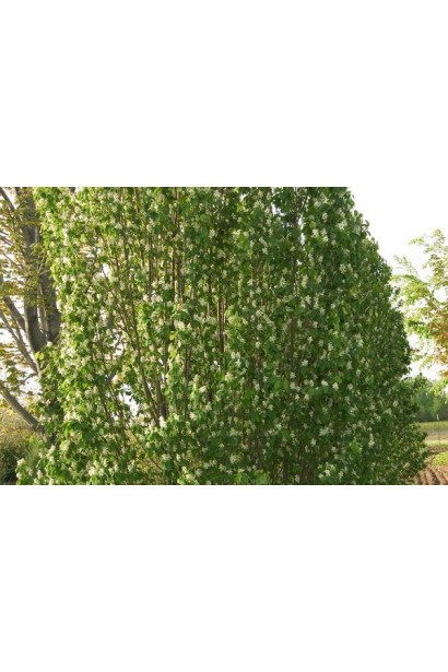 Живоплот з Ірги вільхолистої Слейт 